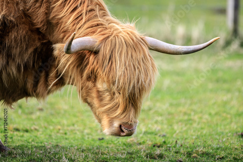 Majestic Highland cow grazing peacefully