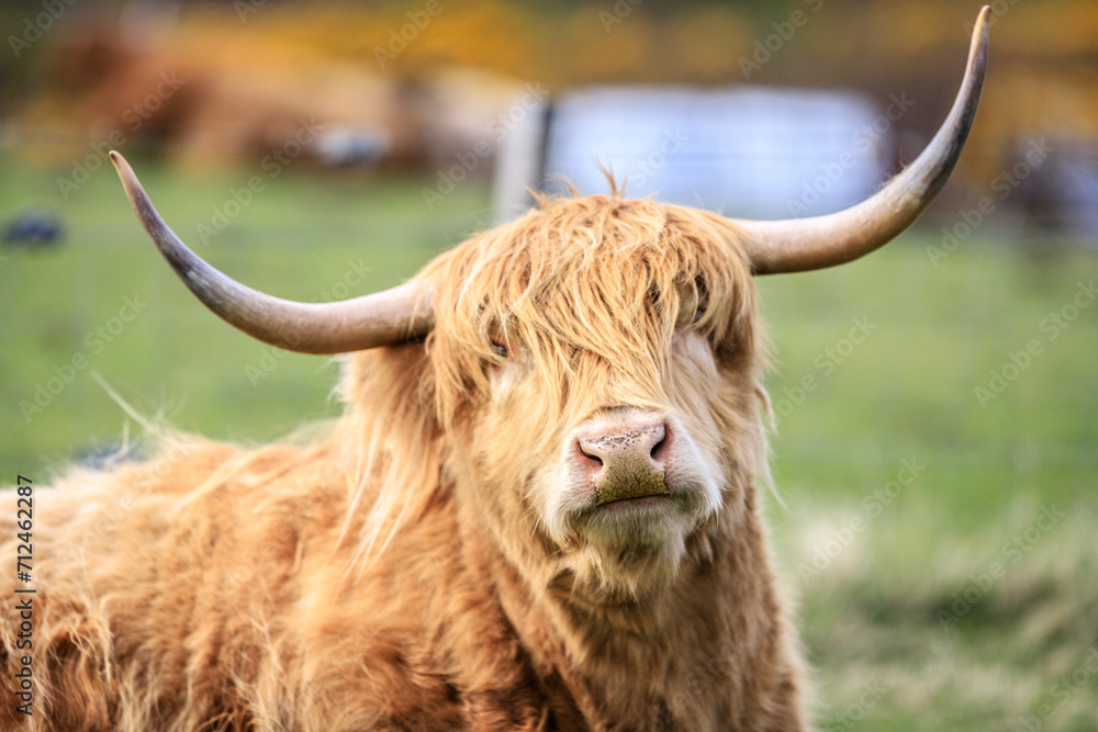 Highland Cattle Grazing in a Lush Green Field Highland Cattle Grazing in a Lush Green Field