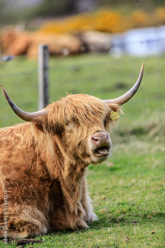 Highland Cattle Grazing in a Lush Green Field Highland Cattle Grazing in a Lush Green Field