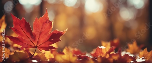 autumn season and end year activity with red and yellow maple leaves with soft focus light and bokeh