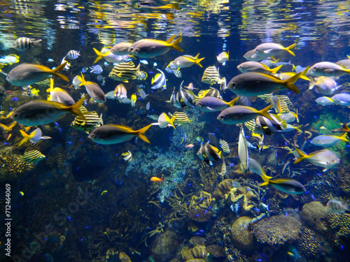 Beautiful tropical fish in the aquarium