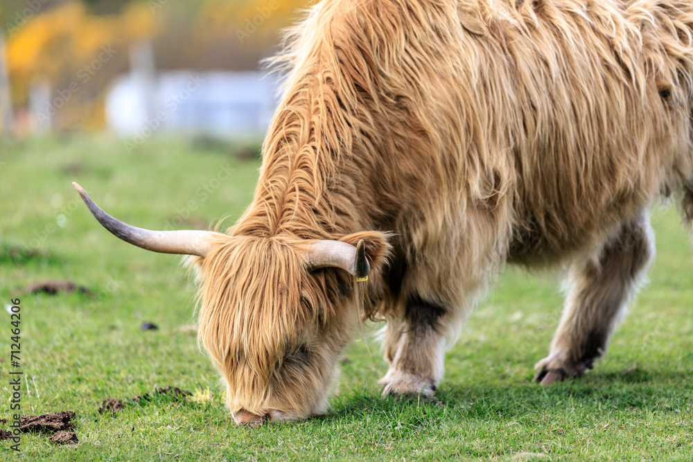Highland Cattle Grazing in a Lush Green Field Highland Cattle Grazing in a Lush Green Field