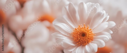 Beautiful abstract color white and pink flowers on white background and white flower frame and orange