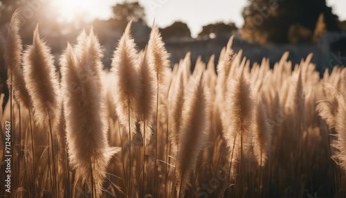 Beautiful shades of neutral pampas grass and reeds makes for an aesthetic background with sunlight