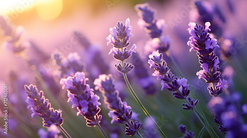 Lavender Field at Sunset Soft Focus Floral Background