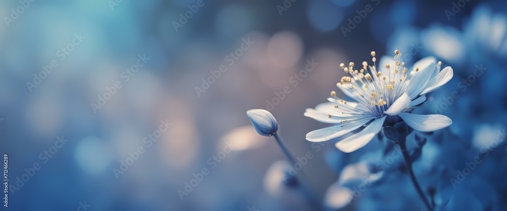 Blue beautiful flower on a beautiful toned blurred background, border. Delicate floral background - obrazy, fototapety, plakaty 