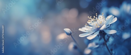Blue beautiful flower on a beautiful toned blurred background, border. Delicate floral background photo