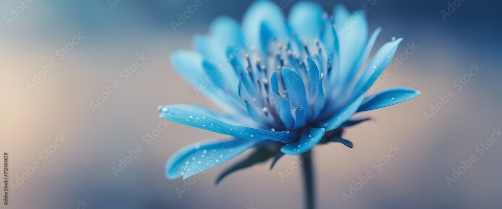 Obraz premium Blue beautiful flower on a beautiful toned blurred background, border. Delicate floral background