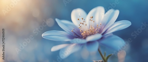 Blue beautiful flower on a beautiful toned blurred background  border. Delicate floral background