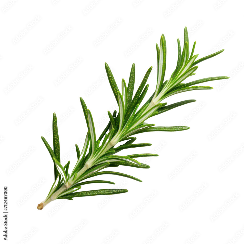 Fototapeta premium part of a juniper bush Isolated on transparent background