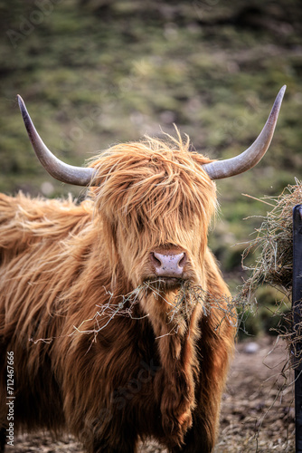 Highland Cow Enjoying a Mouthful of Hay