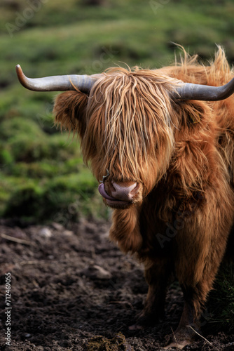 Highland Cow Grazing in a Peaceful Meadow