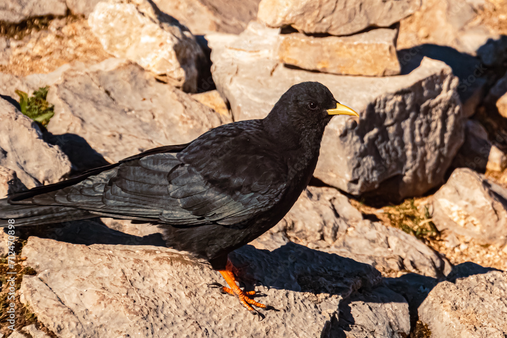Obraz premium Pyrrhocorax graculus, alpine chough, close up at the famous Kehlsteinhaus, Eagle´s Nest, Berchtesgaden, Bavaria, Germany