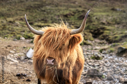 Majestic Highland Cow Amidst the Beautiful Scottish Landscape