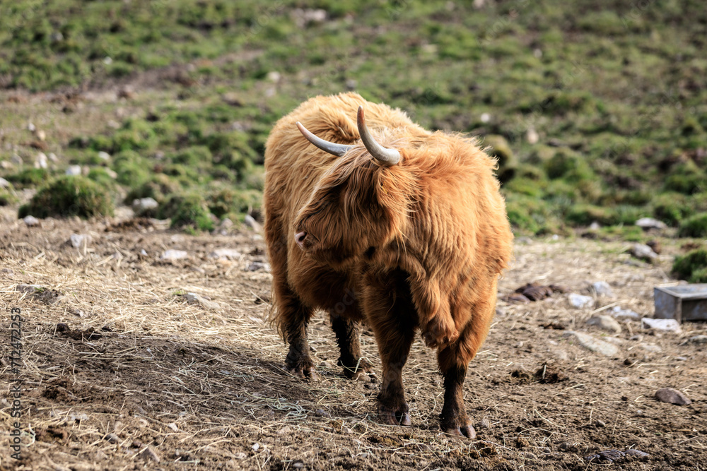 Fototapeta premium Highland Cattle Grazing in the Green Meadows