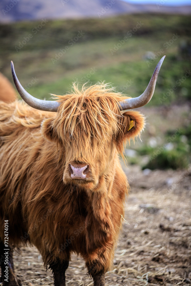 Highland Cow Grazing in a Peaceful Meadow Highland Cow Grazing in a Peaceful Meadow