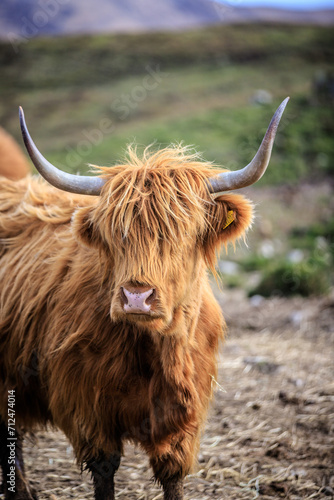 Highland Cow Grazing in a Peaceful Meadow