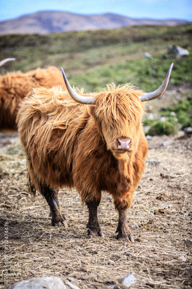 Highland Cow Grazing in a Peaceful Meadow Highland Cow Grazing in a Peaceful Meadow