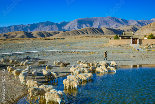 Yongtai Ancient Town, Baiyin City, Gansu Province-Sheep under the blue sky photo