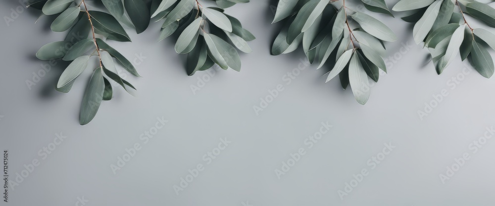 Eucalyptus branches on pastel gray background with copy space Top view Eucalyptus branches on pastel gray background with copy space Top view