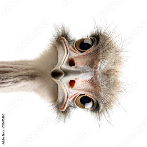 Ostrich head on isolated on transparent background.