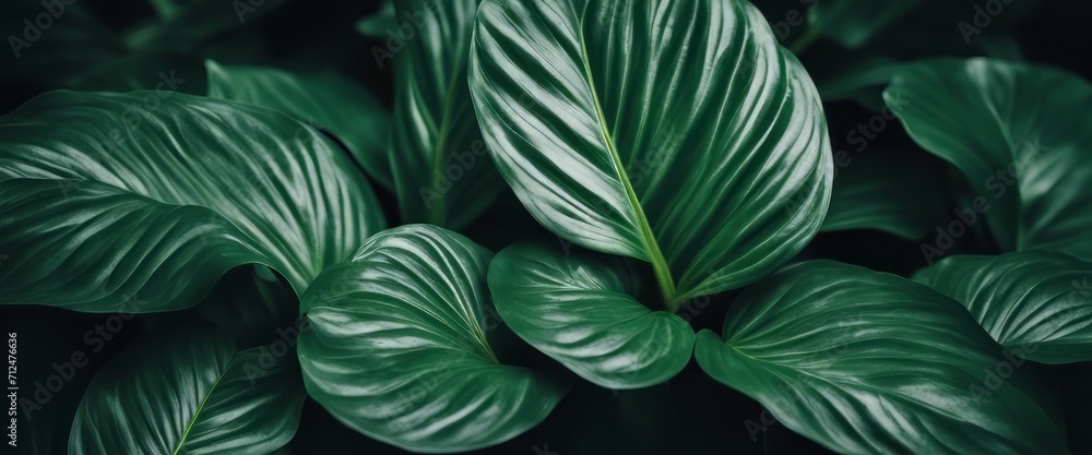 leaves of Spathiphyllum cannifolium in the garden, abstract green texture, nature dark tone backgroud leaves of Spathiphyllum cannifolium in the garden, abstract green texture, nature dark tone backgroud