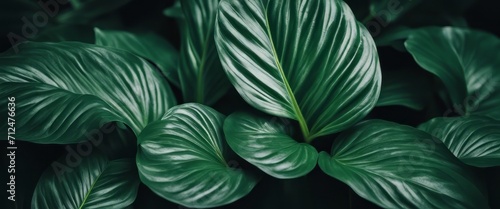 leaves of Spathiphyllum cannifolium in the garden, abstract green texture, nature dark tone backgroud