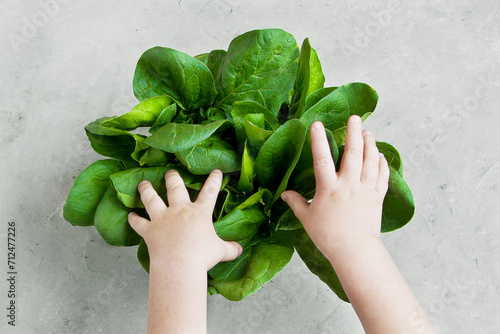 green spinach leaves and children's hands