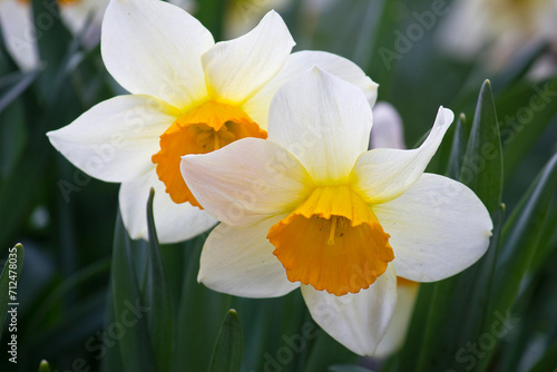 two white  daffodils close-up. Daffodils blooming in the garden bed