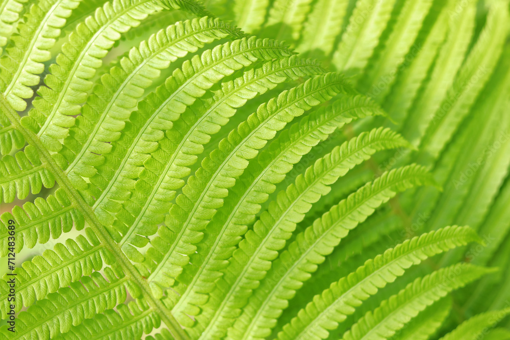 Fern leaves. Green Fern plants in forest. Green plants nature wallpaper. Organic nature background. Ecology. Environment. Beautiful fern leaf texture. Ferns leaves Close up. Spring background Fern leaves. Green Fern plants in forest. Green plants nature wallpaper. Organic nature background. Ecology. Environment. Beautiful fern leaf texture. Ferns leaves Close up. Spring background