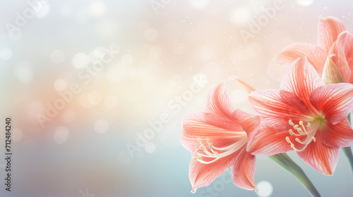 Beautiful amaryllis blossom on abstract shiny background for greetings , floral holiday season oncept
