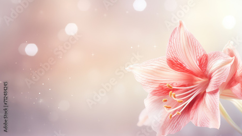 Beautiful amaryllis blossom on abstract shiny background for greetings , floral holiday season oncept