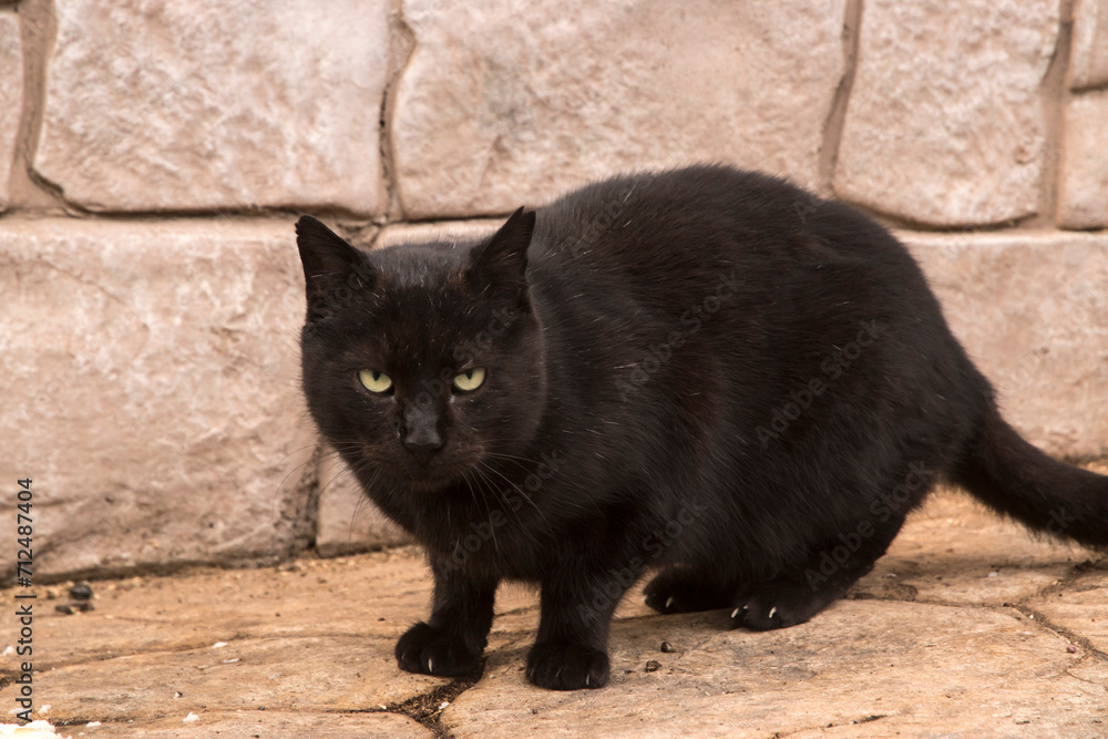 Adorable stray street cat closeup Adorable stray street cat closeup