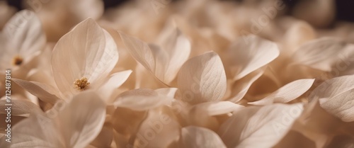ature abstract of flower petals  beige transparent leaves with natural texture as natural background