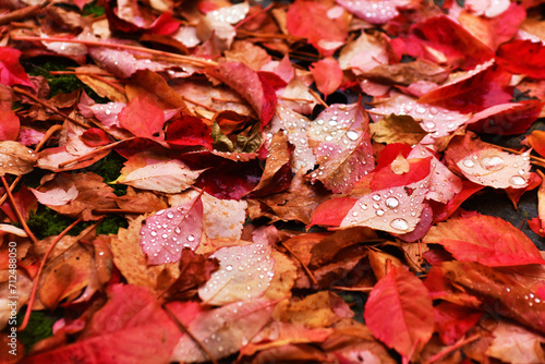 Foglie rosse, autunno