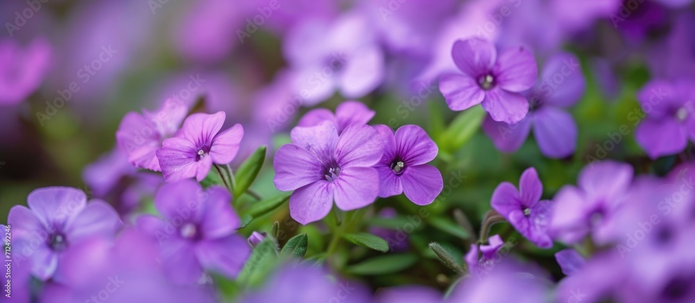 Tiny, beautiful, purple flowers.