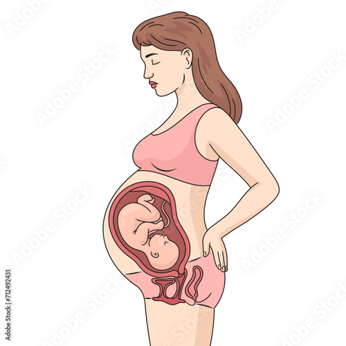 Fetus baby inside belly of pregnant woman structure diagram hand drawn schematic vector illustration. Medical science educational illustration