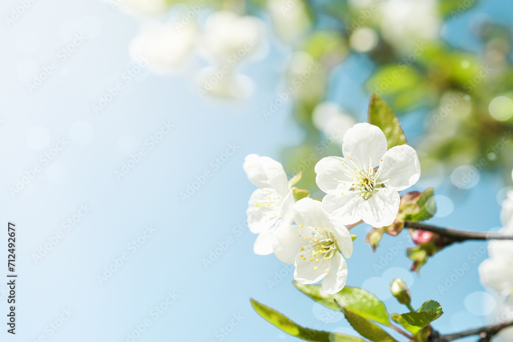 Fototapeta premium Blooming white apple or cherry blossom on background of blue sky. Happy Passover background. Spring Easter background. World environment day. Easter, Birthday, womens day holiday. Top view. Mock up.