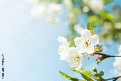 Blooming white apple or cherry blossom on background of blue sky. Happy Passover background. Spring Easter background. World environment day. Easter  Birthday  womens day holiday. Top view. Mock up.
