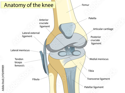 Anatomy. Knee Joint Cross Section Showing the major parts which made the knee joint For Basic Medical Education