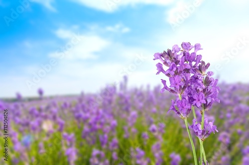 Fresh bright aroma purple lavender flowers