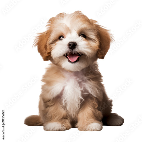 Cava Tzu Dog Breed Health, Temperament, Grooming AI-Generated © Hussnain