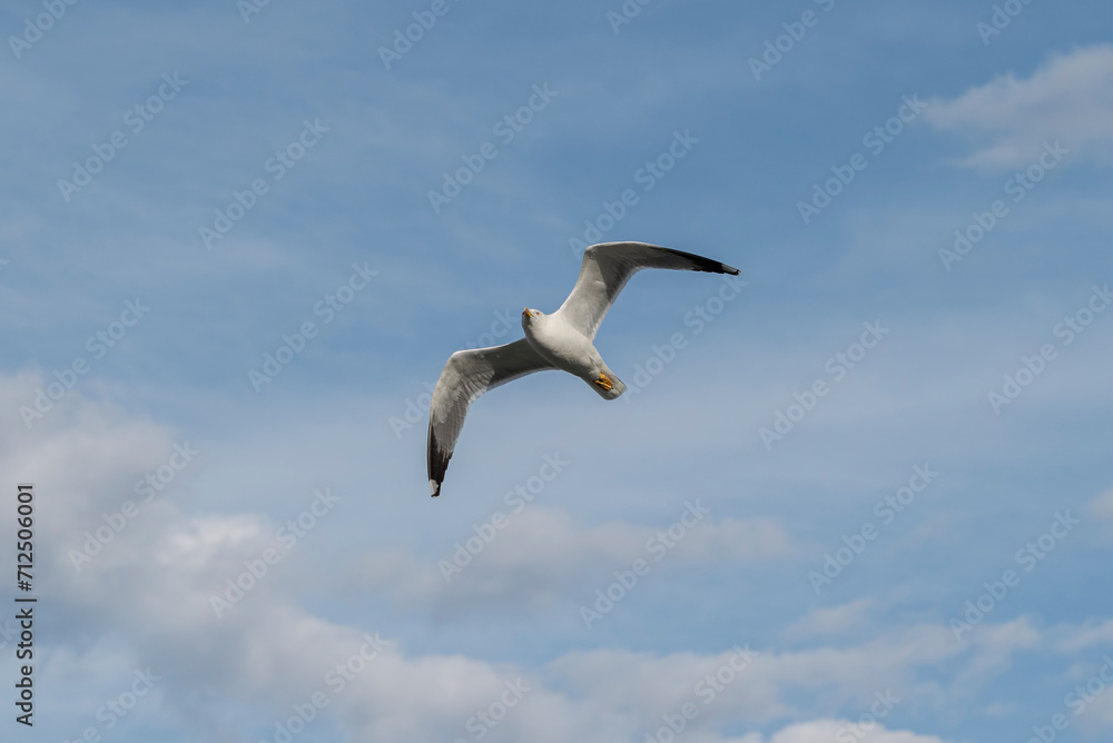 Adult of Yellow-legged gull, Larus michahellis. Phot taken in the Tabarca Island, municipality of Alicante, Spain. Adult of Yellow-legged gull, Larus michahellis. Phot taken in the Tabarca Island, municipality of Alicante, Spain.