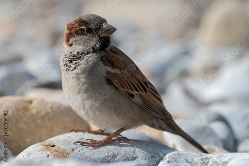 Male of House sparrow, Passer domesticus. Phot taken in the Tabarca Island, municipality of Alicante, Spain