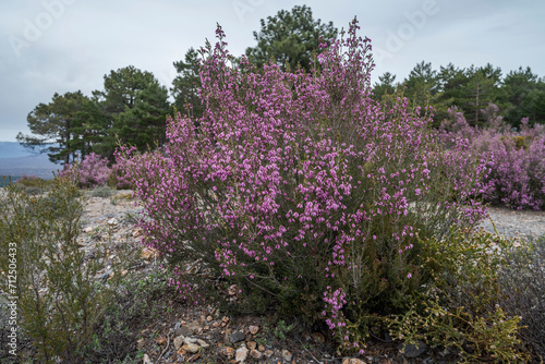 Canvas Print Spanish heath, Erica australis