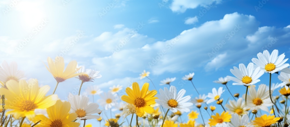 The blooming blue and yellow flowers are beautiful in nature with the sun shining in the sky.