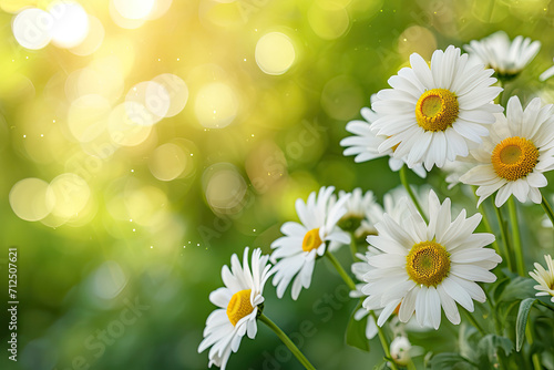 Garden with daisy flowers at blurry background  closeup. Fresh summer flowers in the garden with soft sunlight for horizontal floral poster  wallpaper or holidays card.