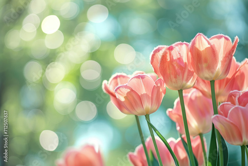 Pink tulips in pastel coral tints at blurry background  closeup. Fresh spring flowers in the garden with soft sunlight for your horizontal floral poster  wallpaper or holidays card.