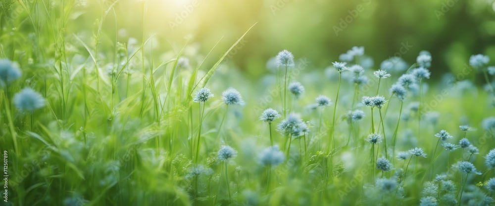summer and spring template herbal background In gently blue And light green blurred tones summer and spring template herbal background In gently blue And light green blurred tones