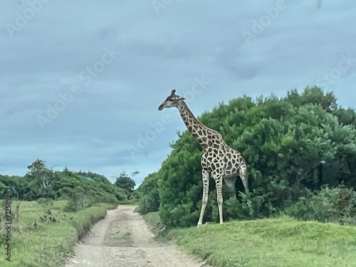 giraffe in the savannah South Africa 